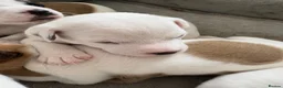 Jack Russell dogs for sale: Beautiful 6 pups for sale - Advert 5