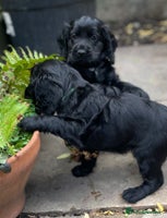 Cocker Spaniel dogs Working Cocker Spaniels - Advert 3