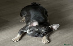 French Bulldog dogs for stud: Dog for stud - Image 5