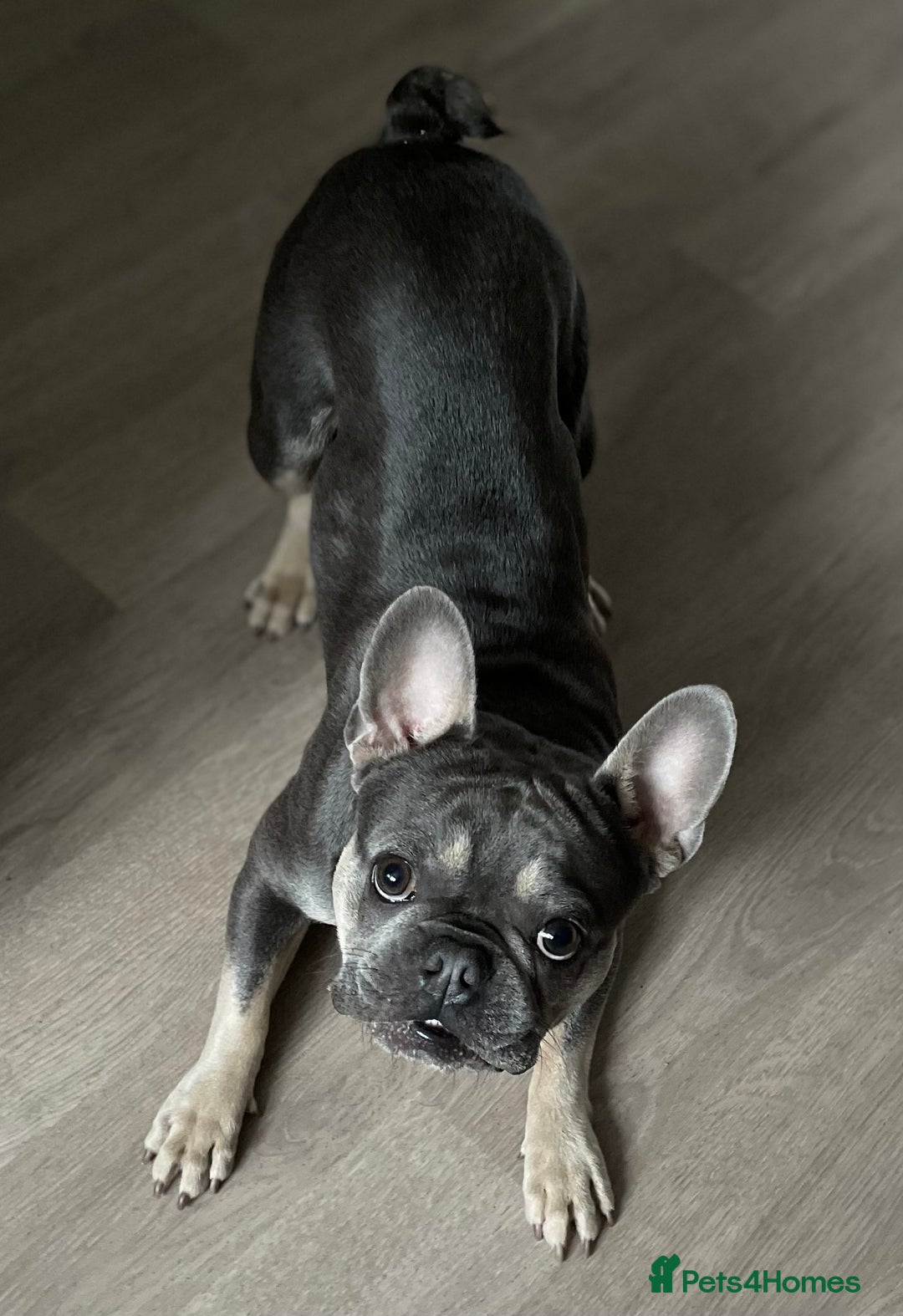 French Bulldog dogs for stud: Dog for stud - Image 5