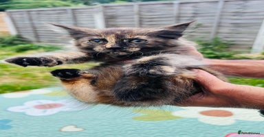 Maine Coon cats in Romford - Advert 10