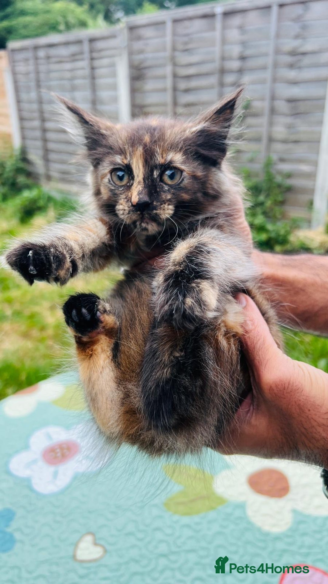 Maine Coon cats for sale: Mainecoon cross kittens  in Romford - Image 6