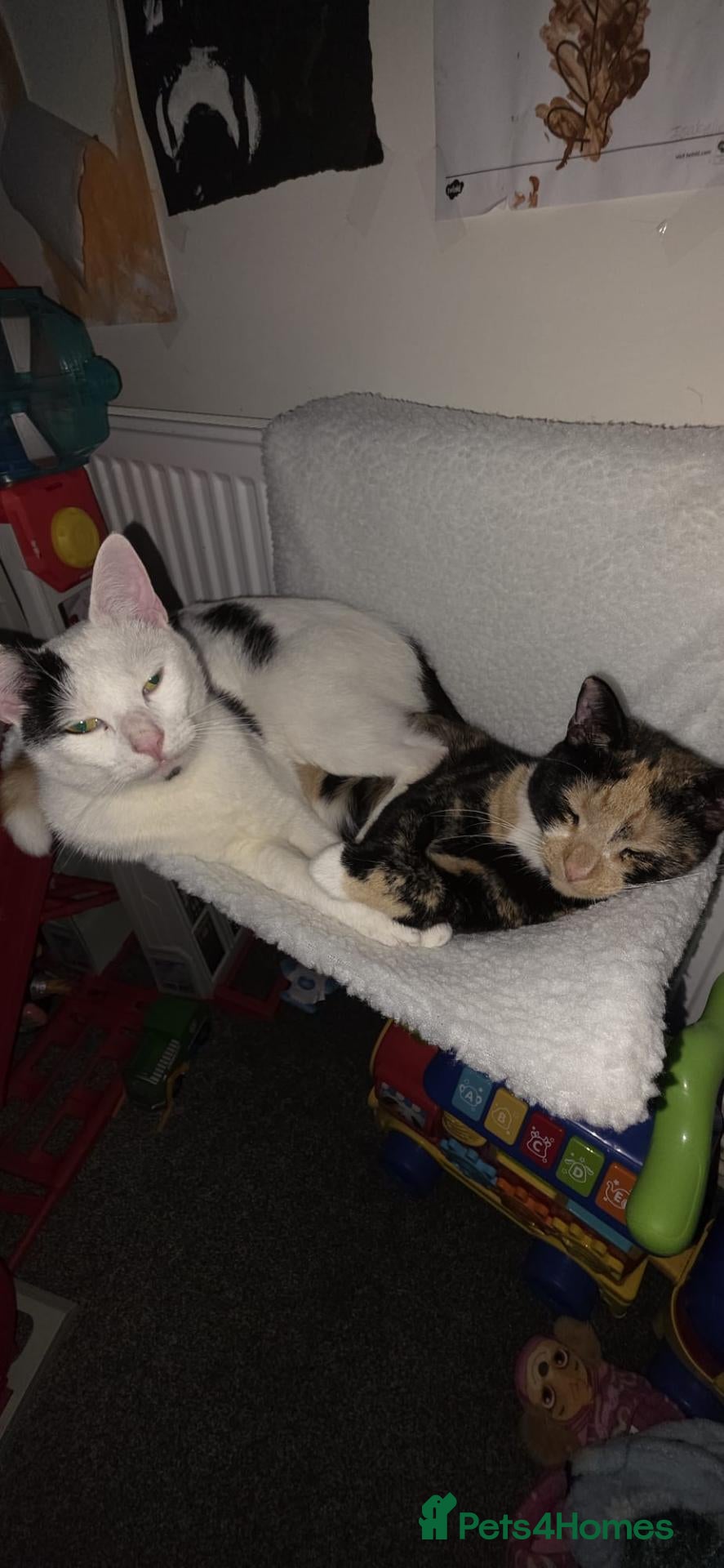 Mixed Breed cats Rehoming 2 cats - Advert 18