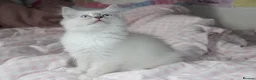 Ragdoll cats for sale: Four months old vaccinated  - Advert 4