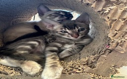 Bengal cats for sale: Beautiful Bengal Kittens Tica Registered 🌈🐾 - Image 1
