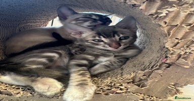 Bengal cats - Advert 10