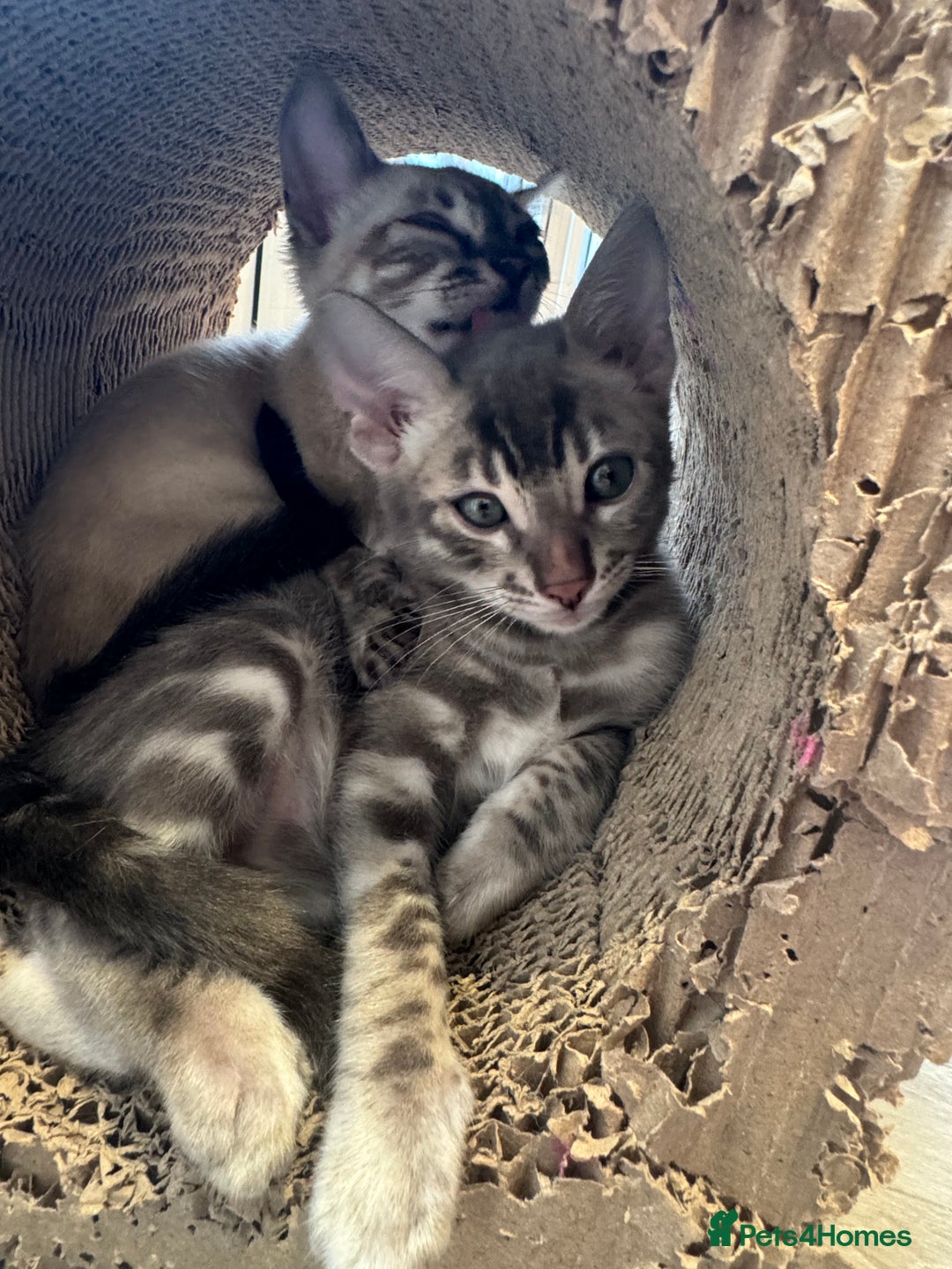 Bengal cats for sale: Beautiful Bengal Kittens Tica Registered 🌈🐾 - Image 1