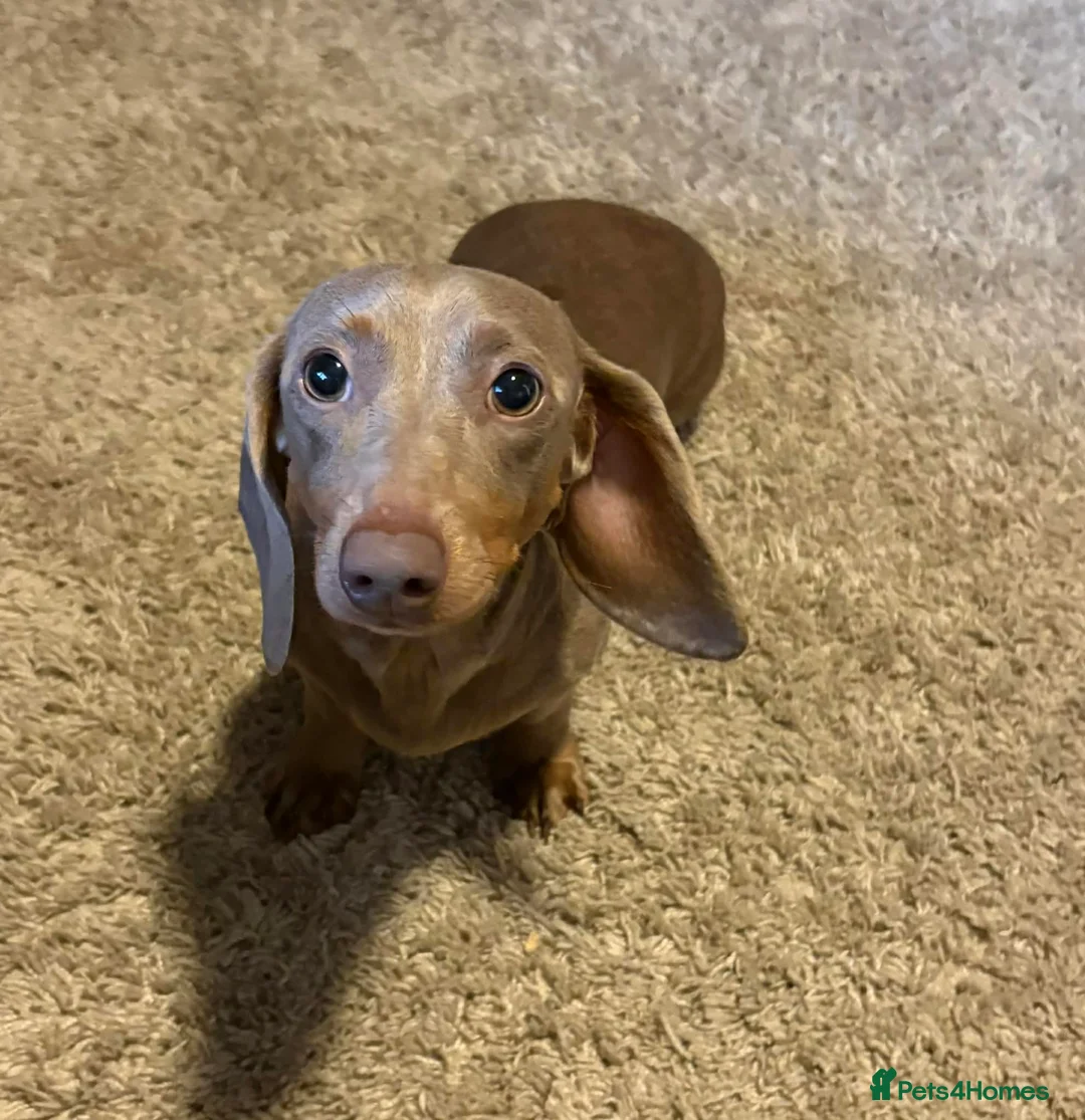 Miniature Dachshund dogs for sale: Stunning Isabella miniature daschund girl in Pontefract - Advert 2