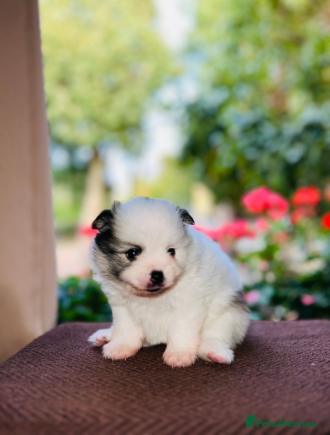 Pomeranian dogs for sale: Cute Pomeranian Puppies Looking for loving home - Image 8