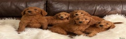 Goldendoodle dogs for sale: Golden doodle deep red cuddly chunky puppies  - Advert 1