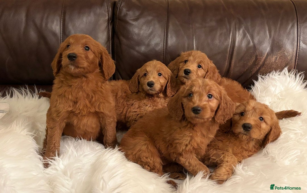 Goldendoodle dogs for sale: Golden doodle deep red cuddly chunky puppies  - Advert 1