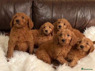 Goldendoodle dogs Golden doodle deep red cuddly chunky puppies - Advert 10