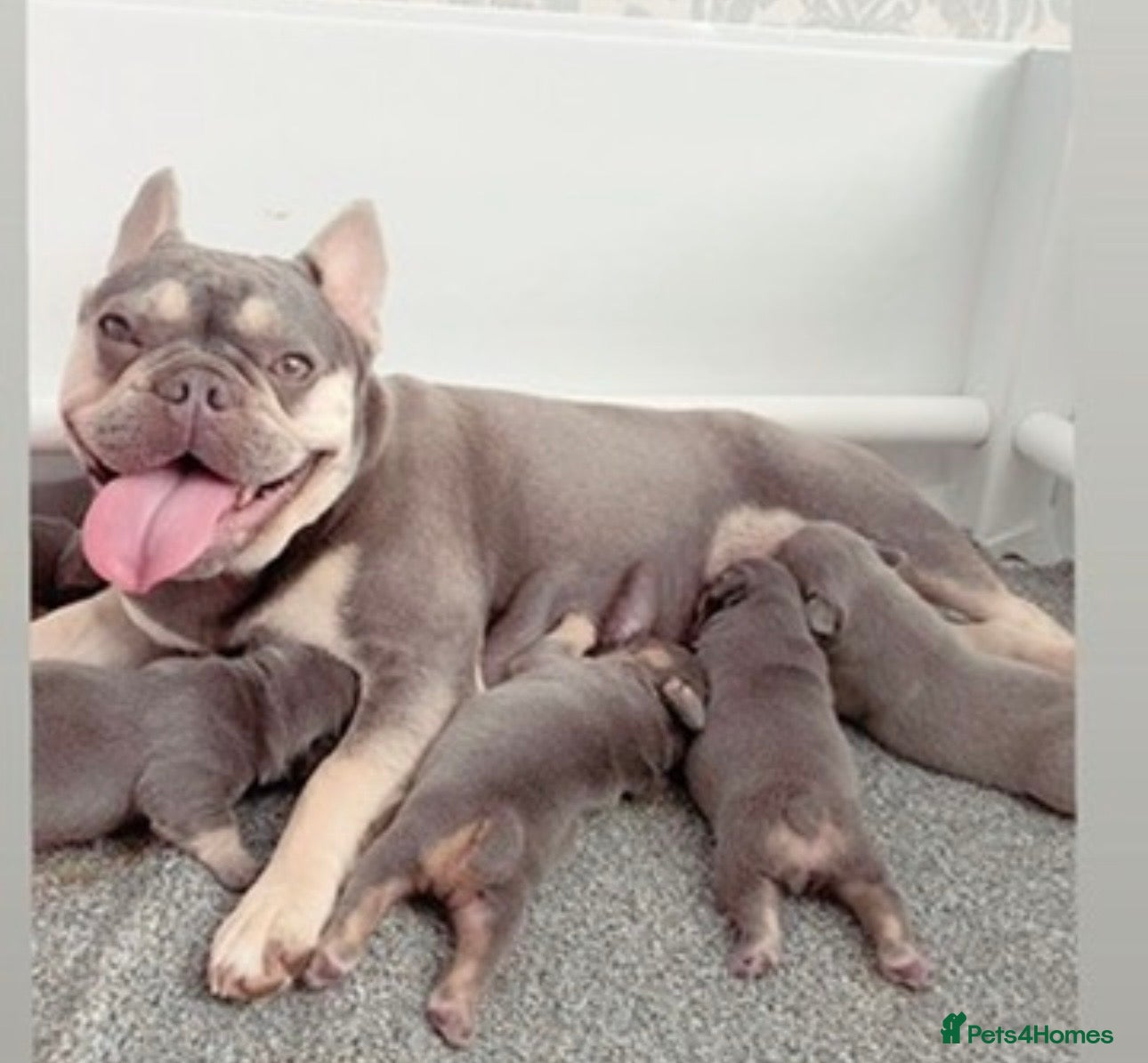 French Bulldog dogs NEW LUXURY FRENCHIES 2 GIRLS 3 BOYS LEFT - Advert 5