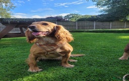 English Springer Spaniel dogs for sale: Springer spaniel - Image 1