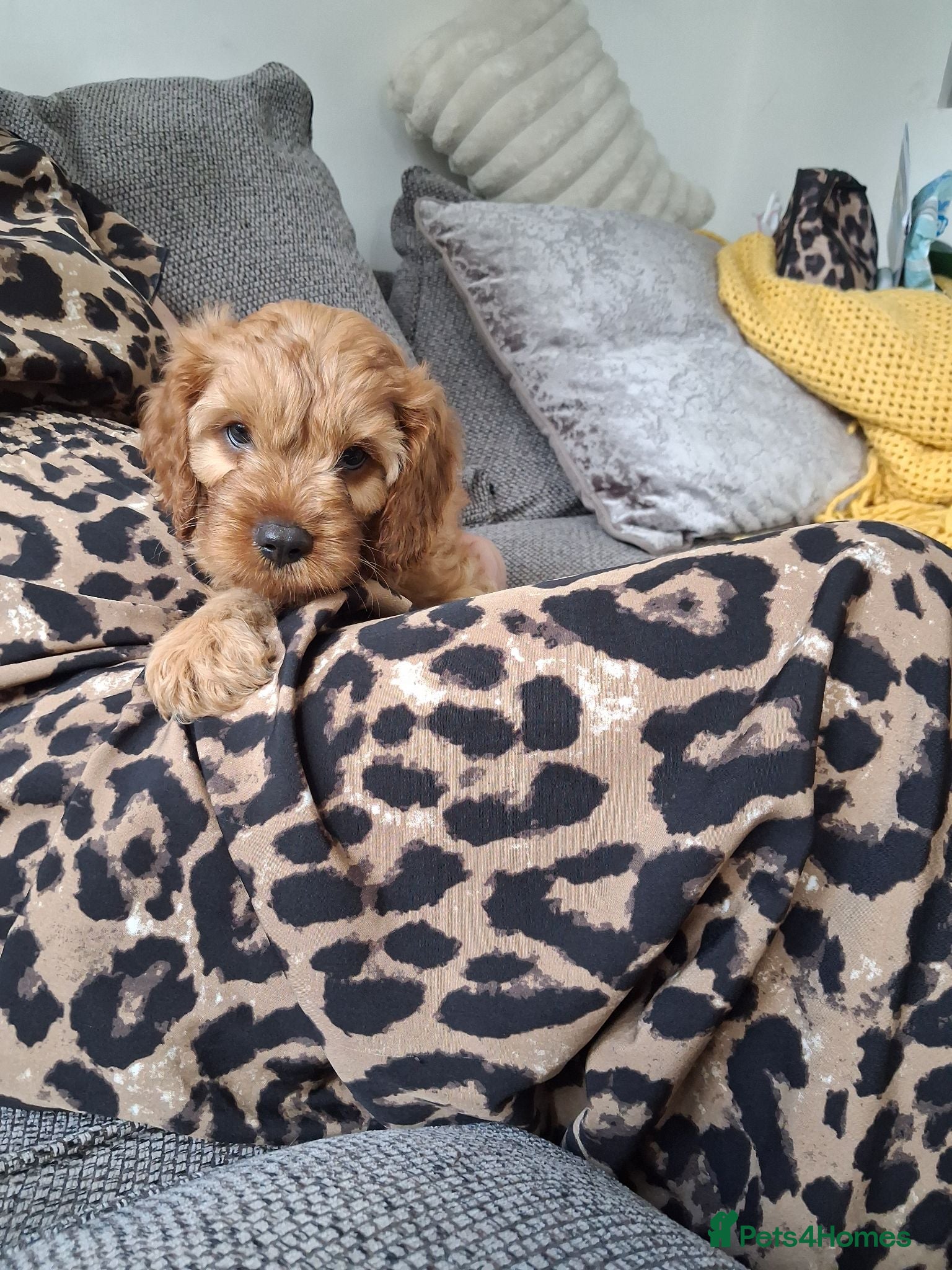 Cavapoo dogs REDUCED AS LAST ONE girl Health testedparents  - Advert 6
