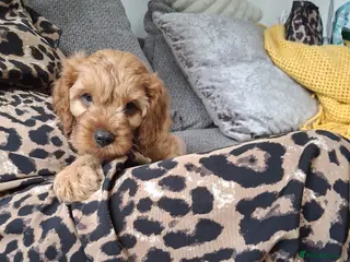 Cavapoo dogs REDUCED AS LAST ONE girl Health testedparents - Advert 1
