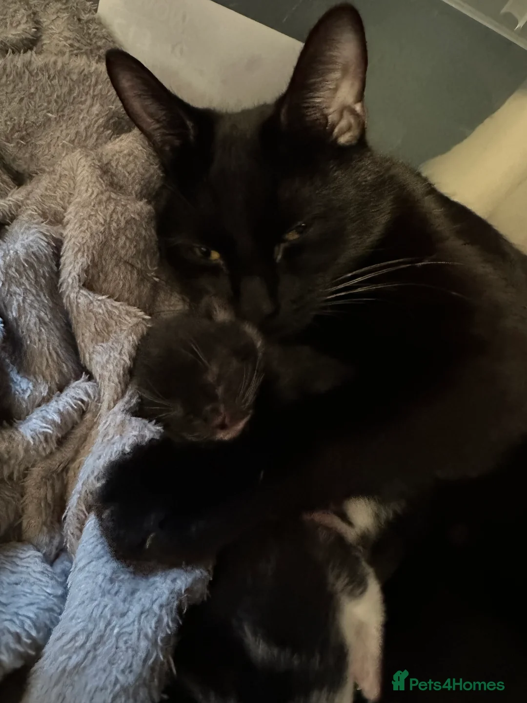 Mixed Breed cats for sale: X4 beautiful kittens looking for forever home.  - Advert 3