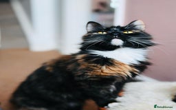 British Longhair cats for sale: Ready To Go This Weekend! 3 Sweet Little Kittens - Image 24