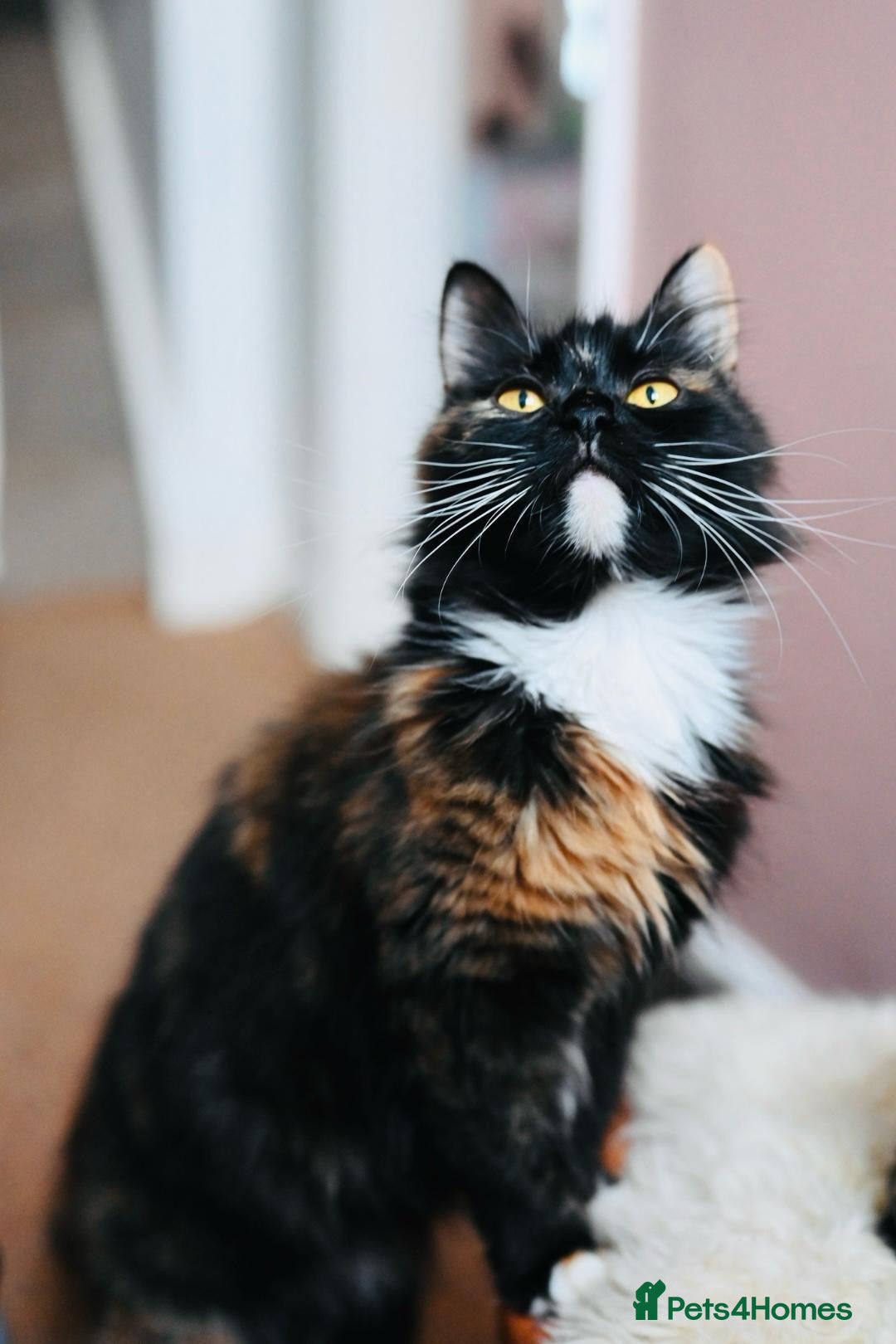 British Longhair cats for sale: Ready To Go This Weekend! 3 Sweet Little Kittens - Image 24