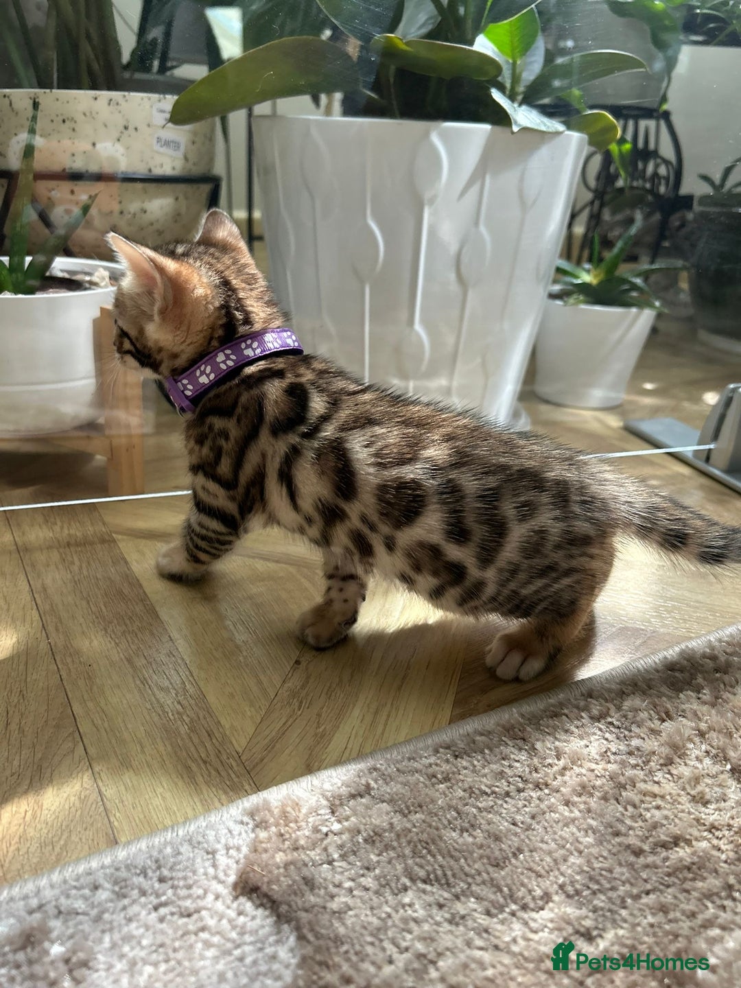 Bengal cats for sale: ❤️ Gorgeous Pure Bengal Kittens Available ❤️ - Image 20