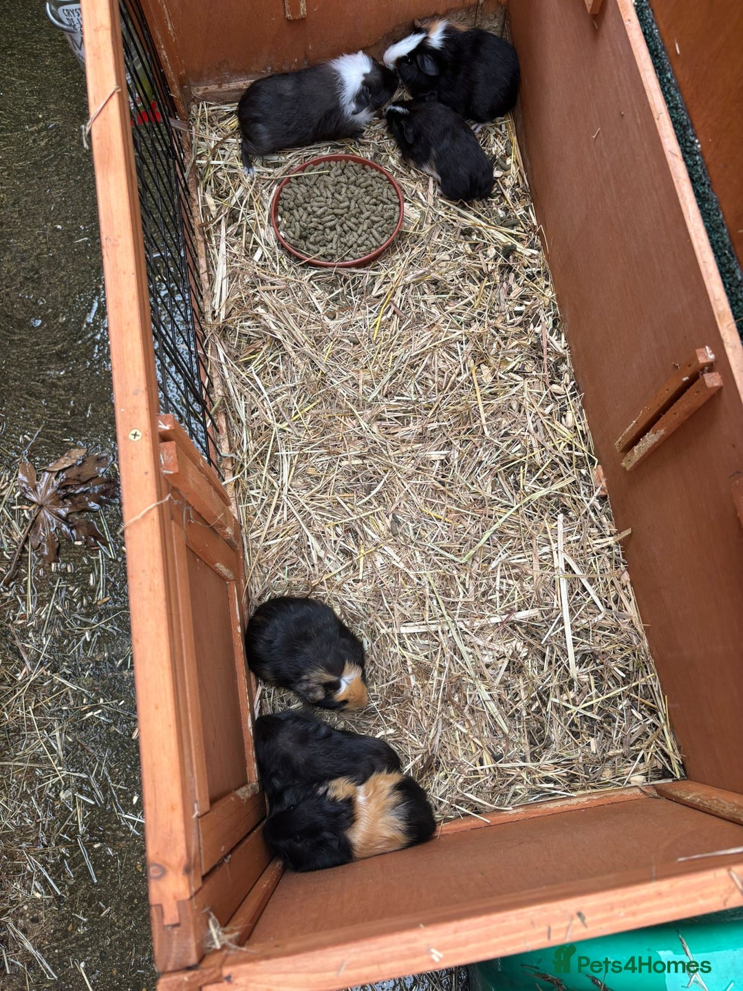 Guinea Pig rodents for sale: Baby guinea pigs - Image 2