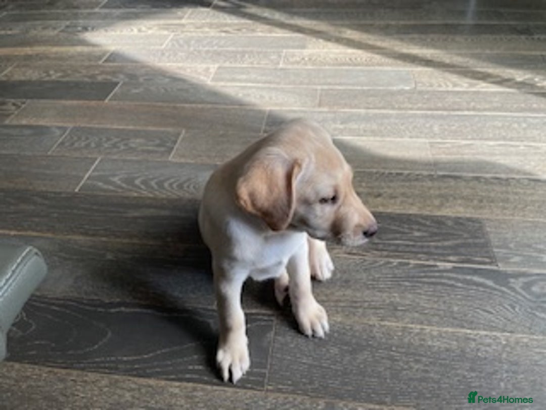 Labrador Retriever dogs for sale: Gorgeous Labrador puppy - Image 4
