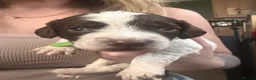 English Springer Spaniel dogs for sale: RKC English Springer Spaniel  - Advert 13