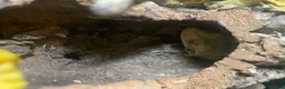 Gecko reptiles for sale: 3 GORGEOUS ADULT CRESTED GECKOS - Advert 4