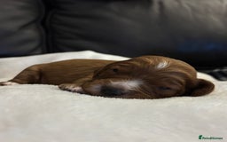Mixed Breed dogs for sale: Cockapoo/Cavapoo Mix Puppies Available 10 Nov 25 - Image 25
