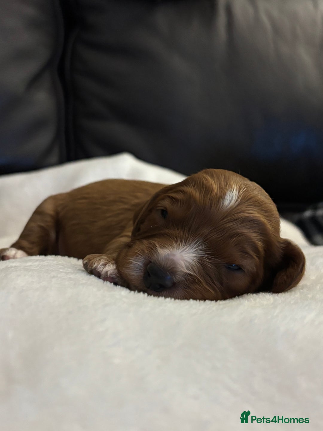 Mixed Breed dogs for sale: Cockapoo/Cavapoo Mix Puppies Available 10 Nov 25 - Image 25