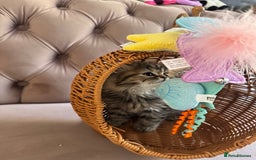 British Longhair cats for sale: British Long Hair Kittens - Image 8