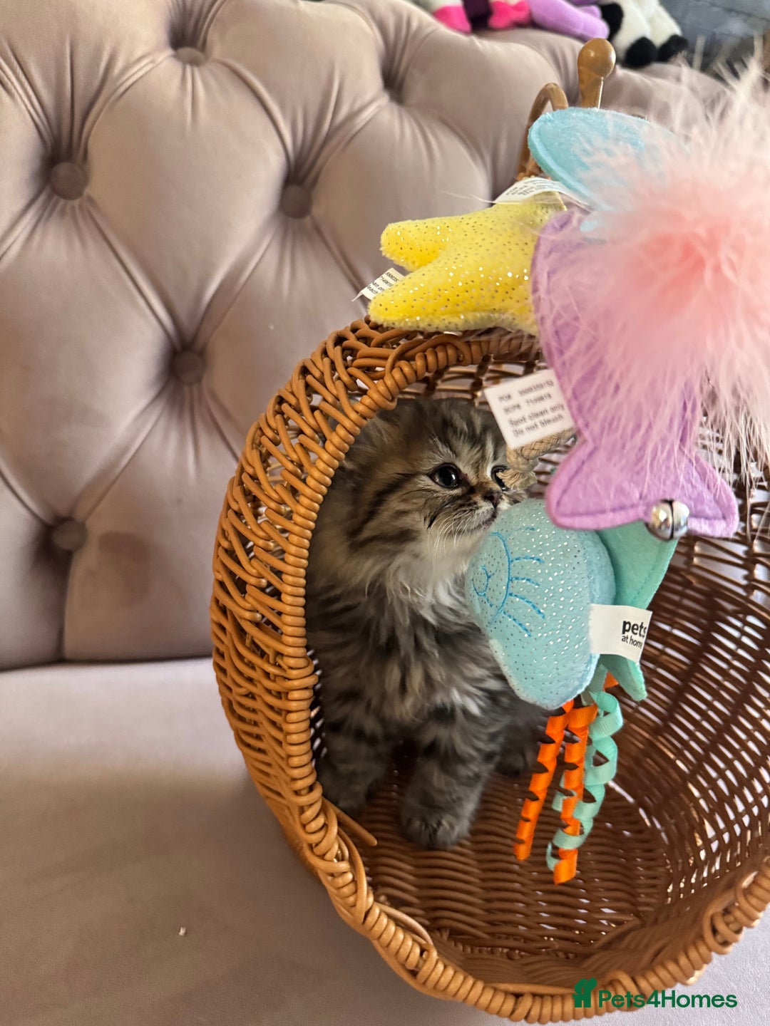 British Longhair cats for sale: British Long Hair Kittens - Image 8