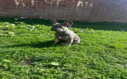 French Bulldog dogs for sale: Bulldog French Blue - Image 2