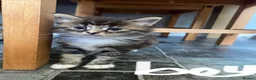 Mixed Breed cats for sale: Beautiful fluffy kittens ready for there new home - Advert 10