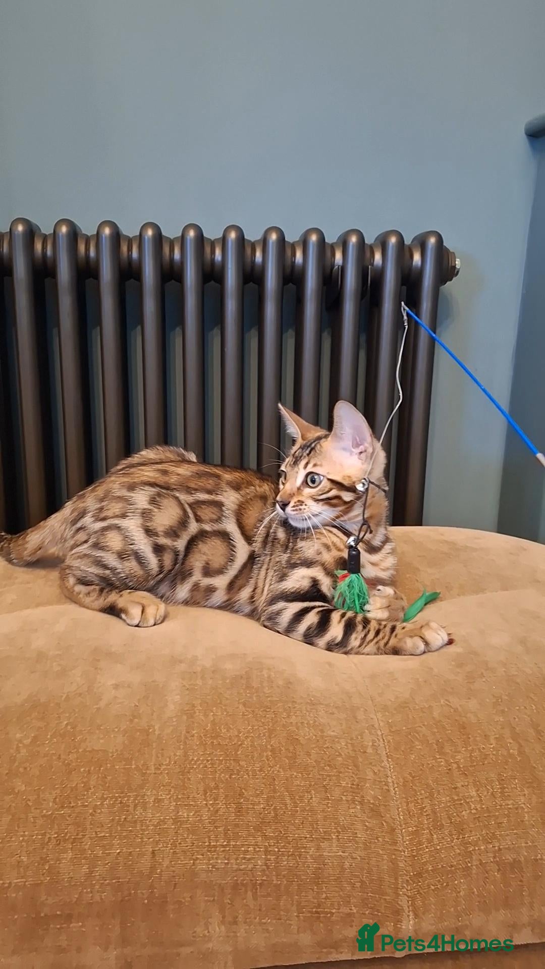 Bengal cats Wild and Luxurious Tica Bengals - Advert 2