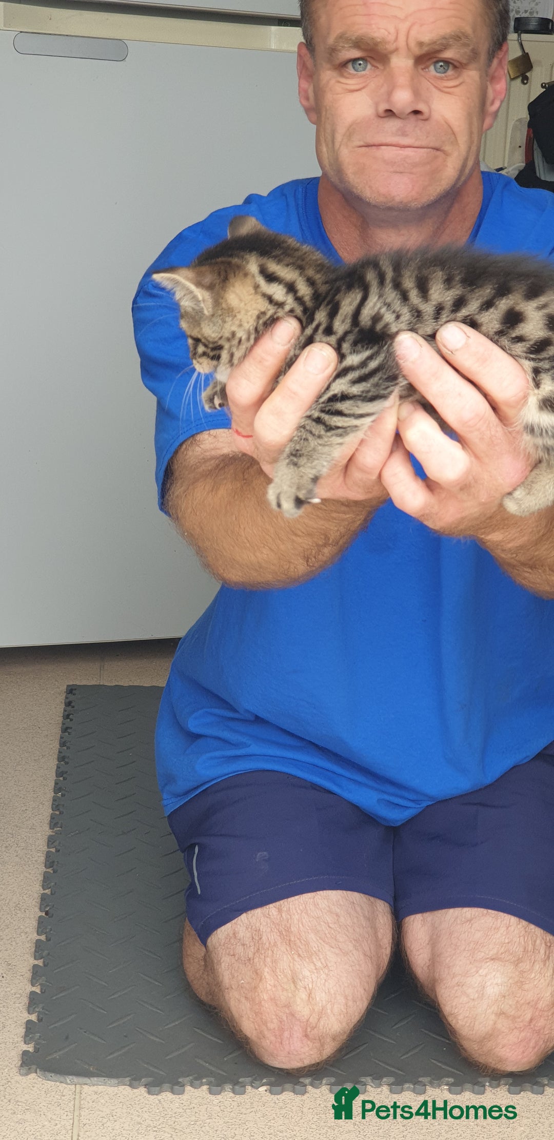 Bengal cats for sale: Bengal spotted,leopard kittens  - Image 2