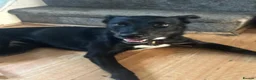Mixed Breed dogs for sale: Bella Beautiful Husky X Whippet - Advert 4