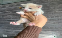 Mixed Breed cats for sale: 5 beautiful mixed British short hair  ✨ - Image 7
