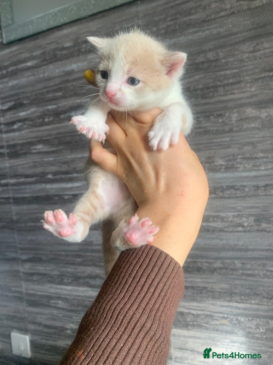 Mixed Breed cats for sale: 5 beautiful mixed British short hair  ✨ - Image 7