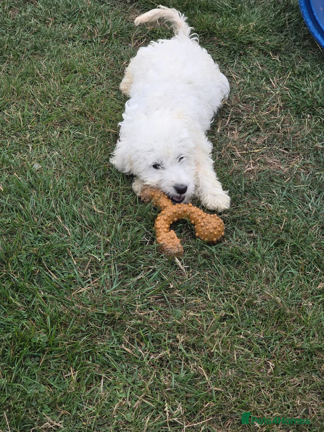 Mini Goldendoodle dogs for sale: Adorable goldedoodles  - Advert 11