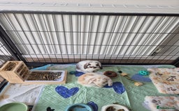 Mini Lop rabbits for sale: 2 mini lop indoor rabbits male - Image 5