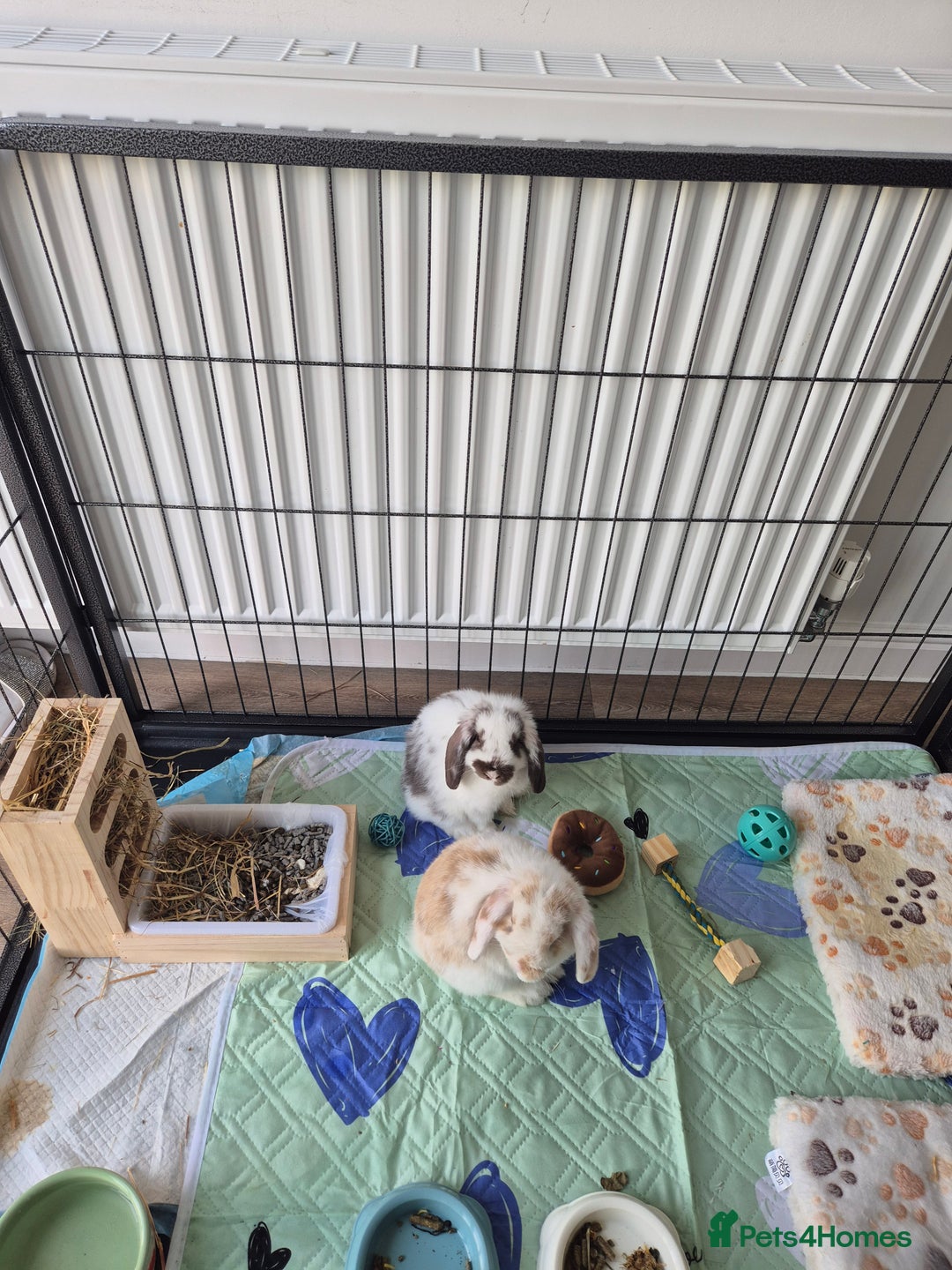 Mini Lop rabbits for sale: 2 mini lop indoor rabbits male - Image 5