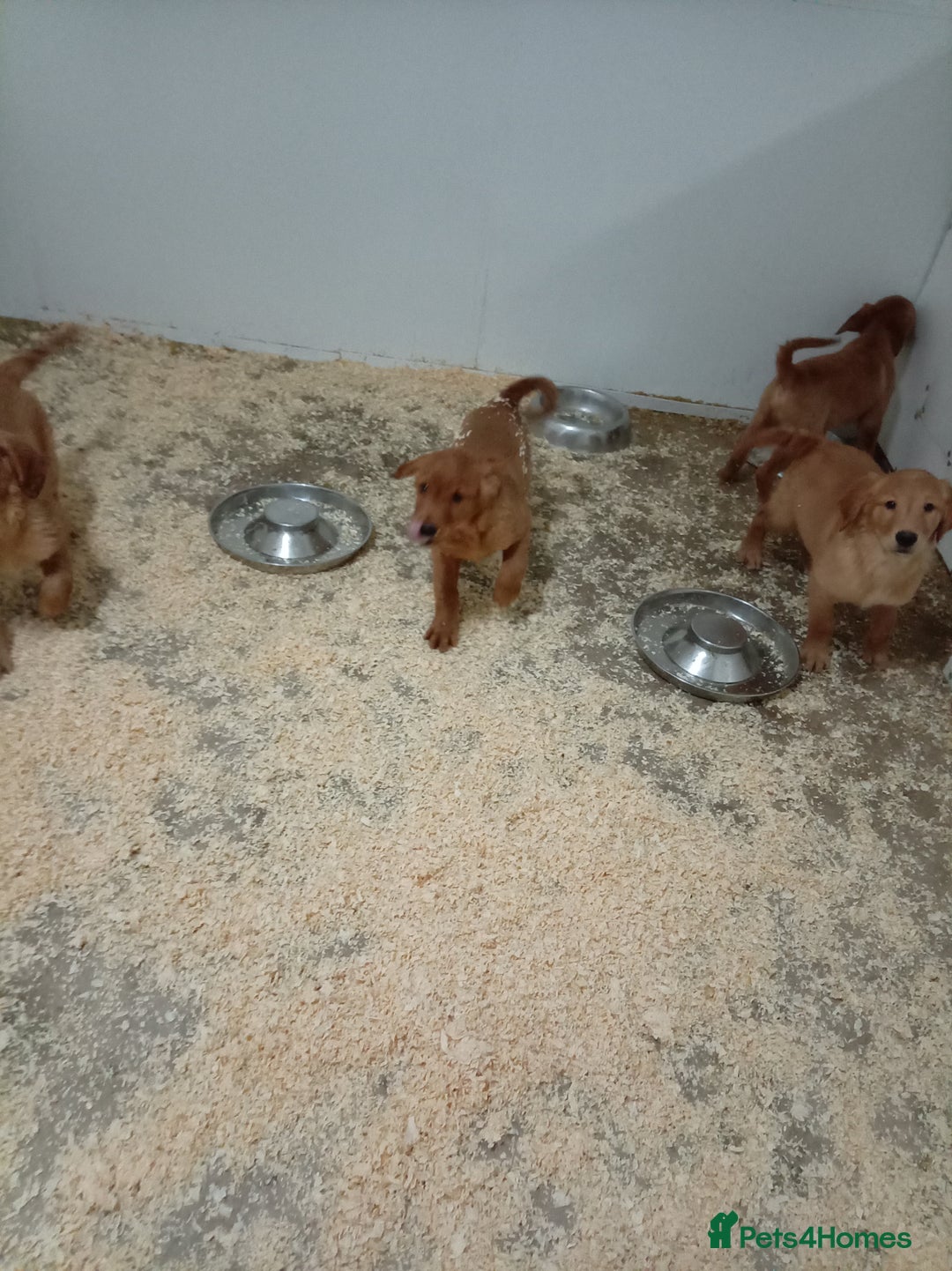 Golden Retriever dogs for sale: Kc registered golden retrievers from working lines - Advert 14