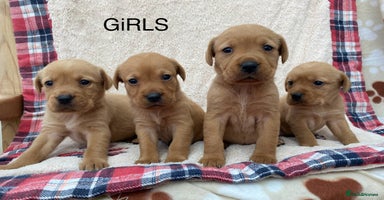 Labrador Retriever dogs - Advert 16