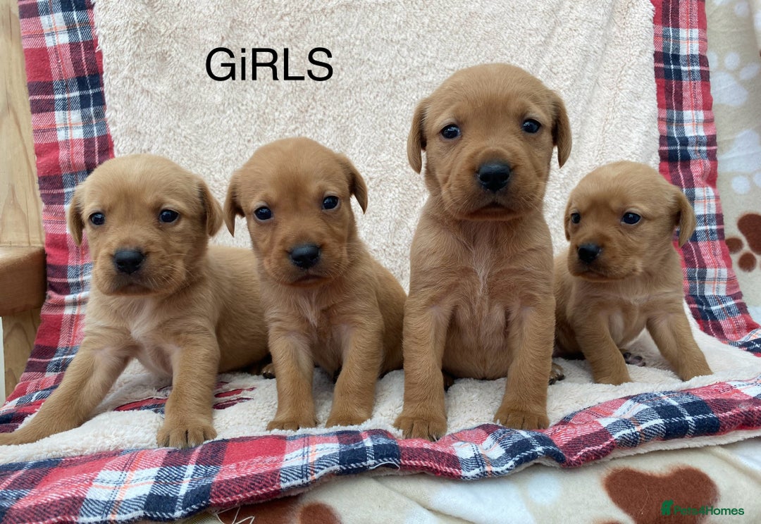 Labrador Retriever dogs for sale: Labrador Retriever - Image 5