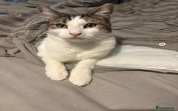 British Shorthair cats for sale: Both together  - Image 14