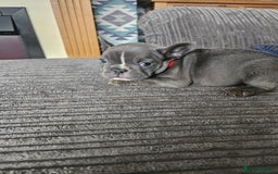 French Bulldog dogs for sale: Gorgeous frenchie pups  - Image 12