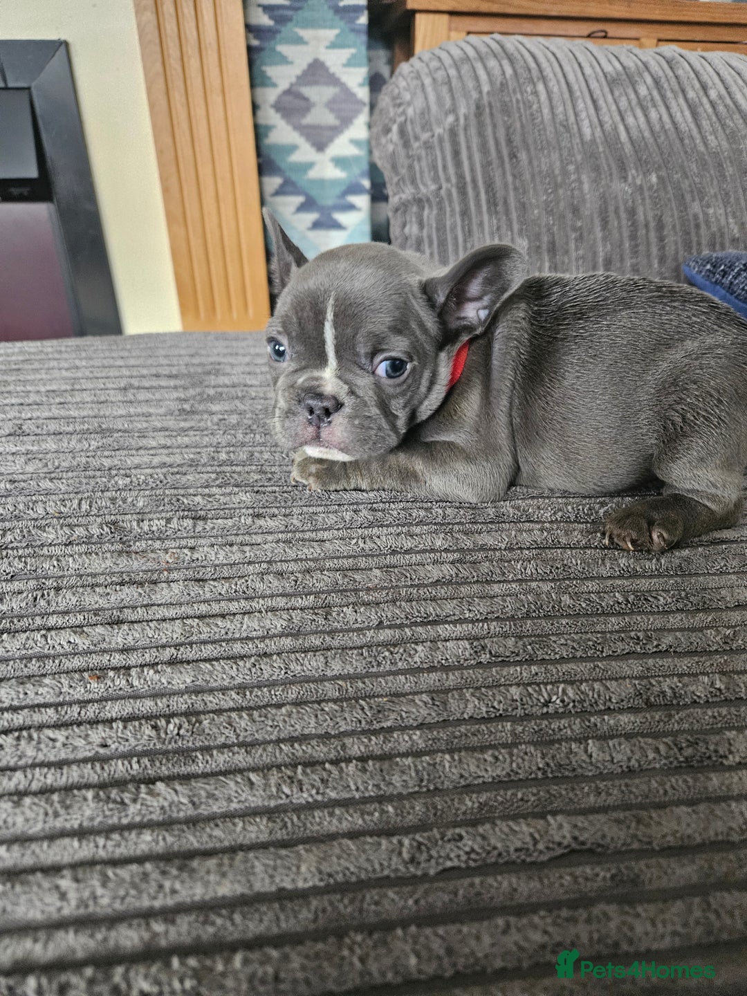 French Bulldog dogs for sale: Gorgeous frenchie pups  - Image 12