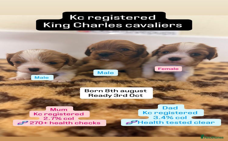 Cavalier King Charles Spaniel dogs - Advert 5