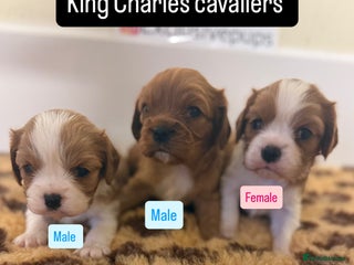 Cavalier King Charles Spaniel dogs - Advert 14